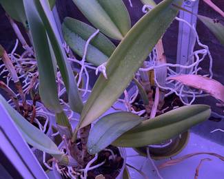 Orchids, bamboo, & more live plants in Amherst MA 01002, many in gorgeous tera cotta pots