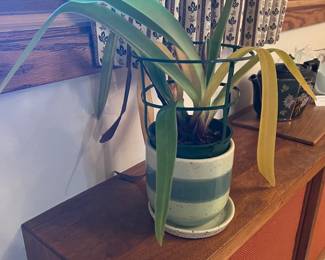 Orchids, bamboo, & more live plants in Amherst MA 01002, many in gorgeous tera cotta pots