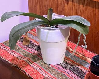 Orchids, bamboo, & more live plants in Amherst MA 01002, many in gorgeous tera cotta pots