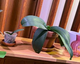 Orchids, bamboo, & more live plants in Amherst MA 01002, many in gorgeous tera cotta pots