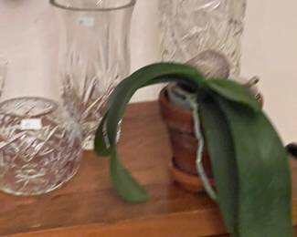 Orchids, bamboo, & more live plants in Amherst MA 01002, many in gorgeous tera cotta pots