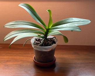 Orchids, bamboo, & more live plants in Amherst MA 01002, many in gorgeous tera cotta pots