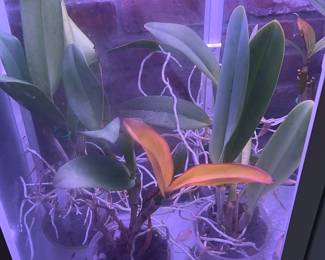 Orchids, bamboo, & more live plants in Amherst MA 01002, many in gorgeous tera cotta pots