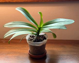 Orchids, bamboo, & more live plants in Amherst MA 01002, many in gorgeous tera cotta pots