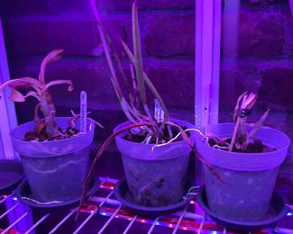 Orchids, bamboo, & more live plants in Amherst MA 01002, many in gorgeous tera cotta pots