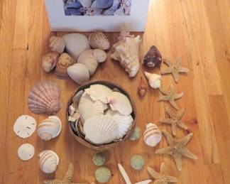 seashells, starfish