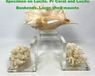 Lot 1319 3pc Natural Sea Shell or Coral Specimen on Lucite. Pr Coral and Lucite Bookends. Large shell mounte