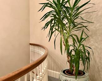 Yucca Plant in Oversized Asian Planter