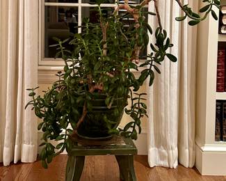Large Jade Plant