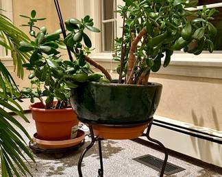Several Jade Plants