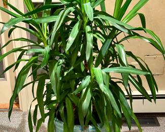 All healthy - ready for a new home