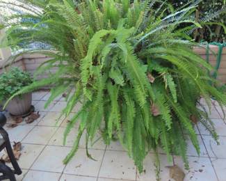 Very large fern.