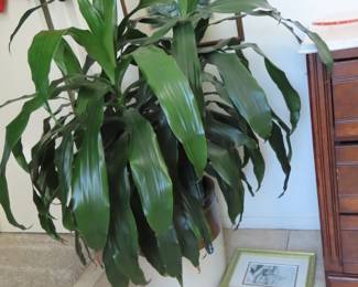 Large indoor plant.