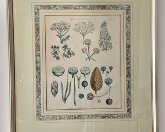 $60 - Vintage "Parts of Fructification" print  - 18.5" H x 16" W