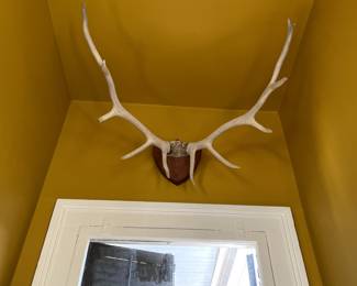 Antique Elk horn Mount, $475