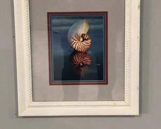 Reflective Pair of Still Lives of Pretty Seashells