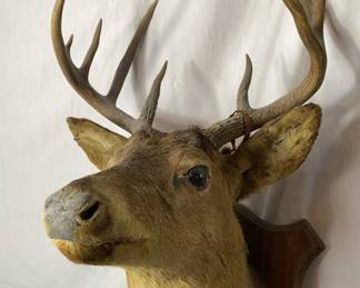 1948 Deer Head Mount 