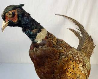 Taxidermy Pheasant 
