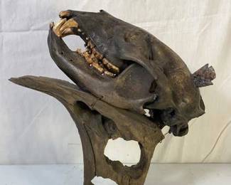 Bear Skull W/ Arrow Lodged 