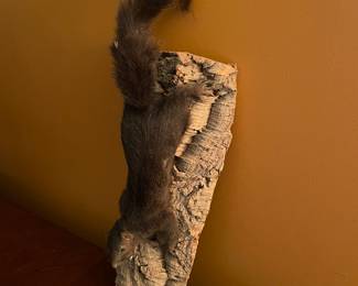 Black squirrel taxidermy 