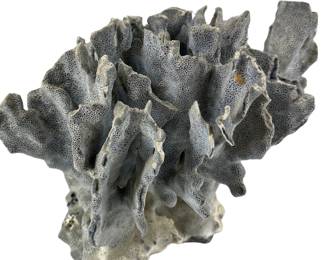 Beautiful Large Coral Piece Blue Specimen
