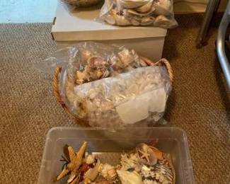 #10518 • Assorted Seashells
