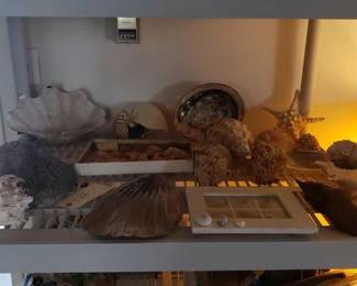 #2232 • Sea Shells
