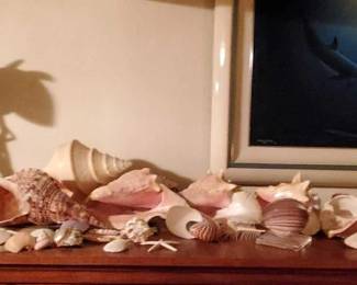 #9074 • Approx 30 Sea Shells, and Sea Shell Lamp
