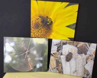 Stunning Insect Trio