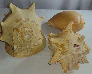 Large Sea shells