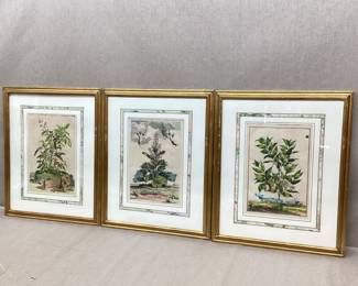 Abraham Munting 1696 Botanical Engravings