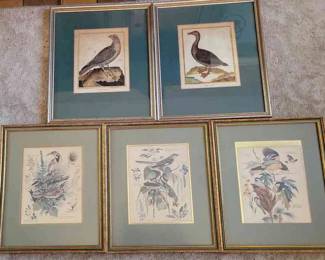 Arthur Singer Botanical And Bird Prints
