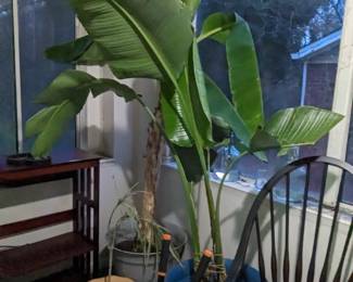 Banana Tree
