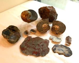 Fossil and Geode Specimens