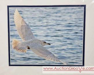16 Iceland Gull Wisconsin Point Superior WI. Erik Bruhnke