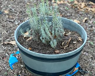 More outdoor planting pots