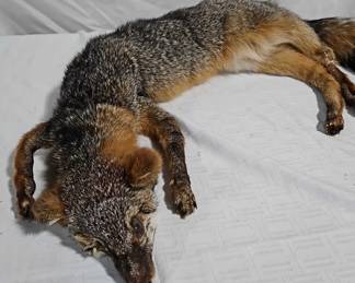 Taxidermy Tom Mongoose 