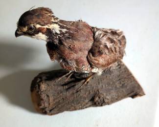 Taxidermy Grouse, Franklin Porcelain Game Birds Of The World 9" Collector Plates, Qty 7, With Plate Holder, And John Tracy II Hand Painted Pheasant In Wood Frame, 13.5" x 9.5"