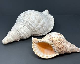 Jumbo Conch Shells 
