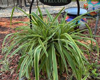 We have the most gorgeous spider plant with dozens of babies 