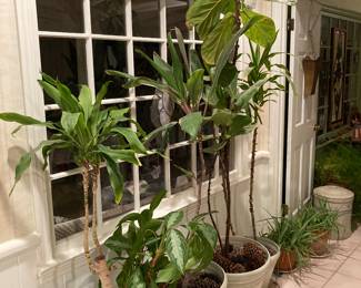 large live plants--corn plants, bird of paradise?, fiddle-leaf fig, aloe veras, etc.