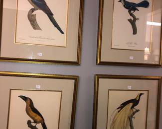 4 Ornithology prints 