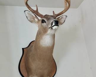 Deer Mount