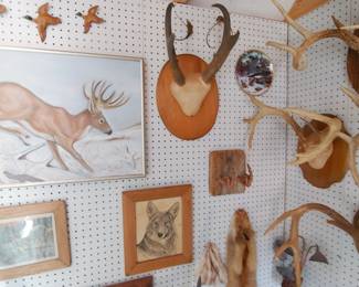 Mounted Antlers