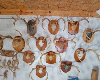 Mounted Antlers