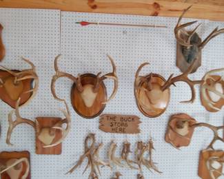 Mounted Antlers