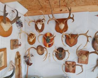 Mounted Antlers