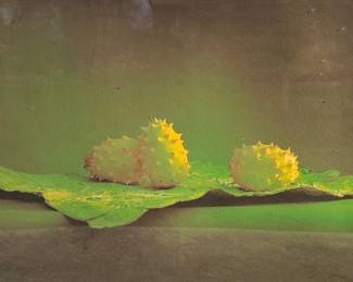 Unknown Artist, Photograph Of Africa Fruits, 20th Century