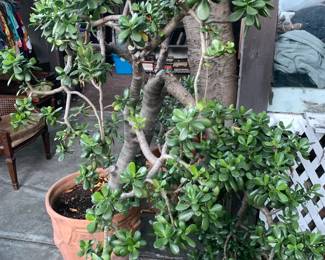 Jade Plant