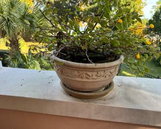 53A/B	$40 each 	2 pots matching yellow/red flowers	